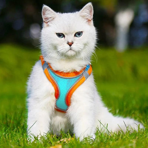 Azura | Pet Chest Harness