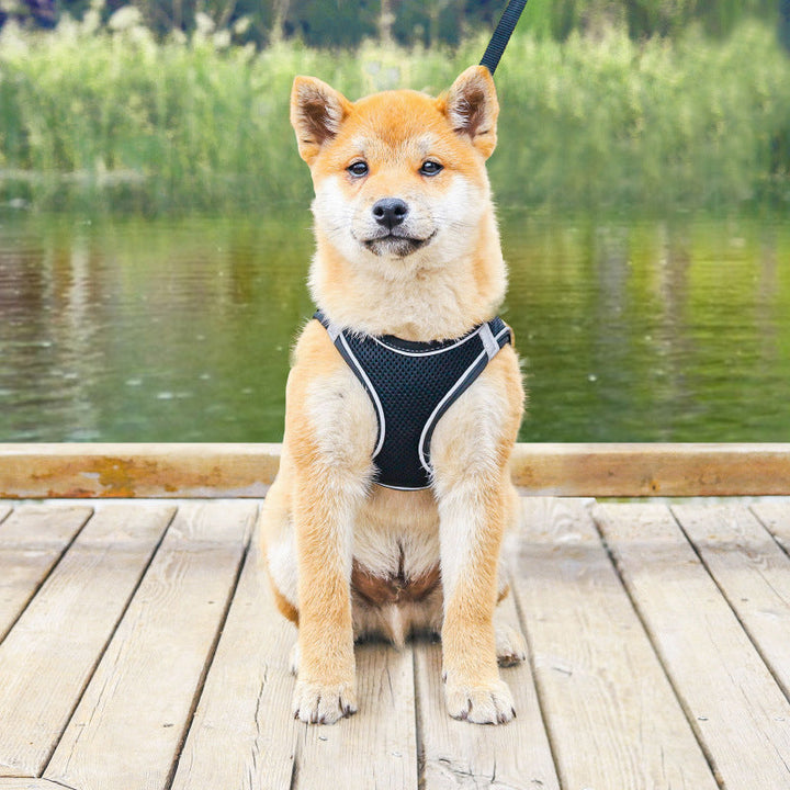 Azura | Pet Chest Harness