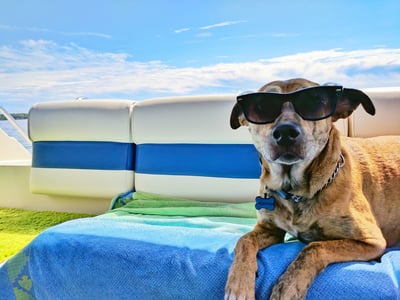 Azura | Cooling mat for pets with non-toxic self-cooling gel