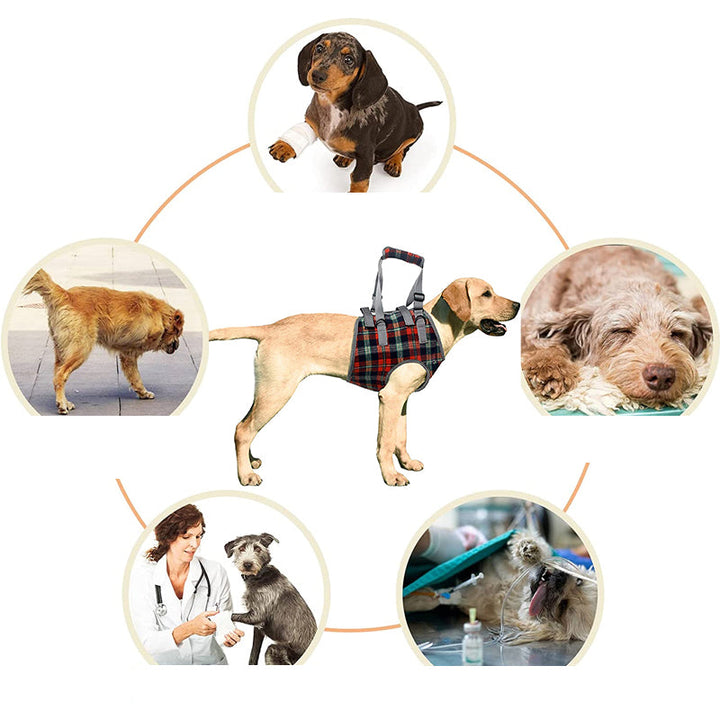 Azura | Orthopedic Rear Leg Support Harness for Dogs – Ideal for Arthritis, Hip Dysplasia & Mobility Aid