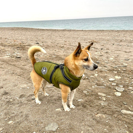 Azura | Waterproof Dog Jacket with Built-in Harness – Warm, Weather-resistant Dog Jacket for All Breeds