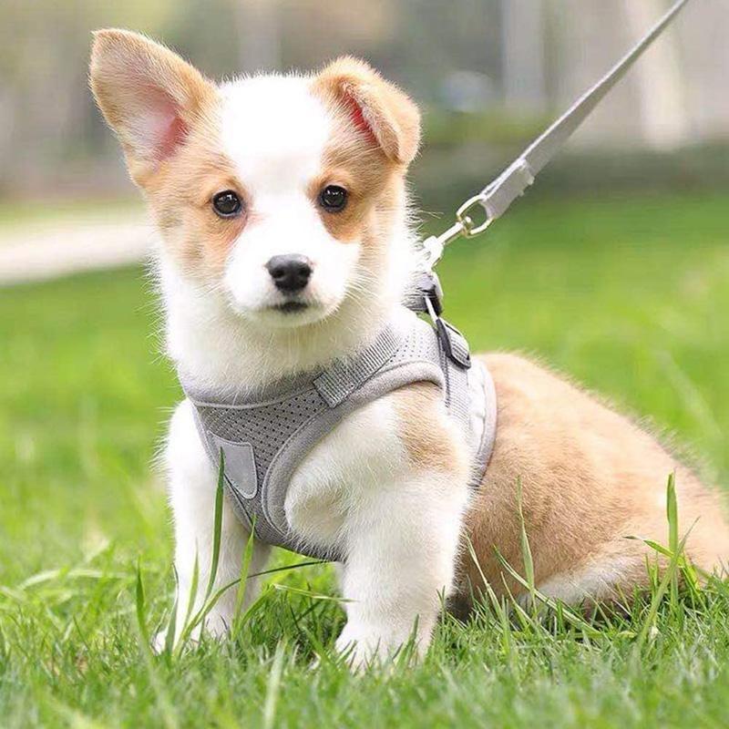 Azura | Reflective Safety Dog Harness and Leash Set Offer