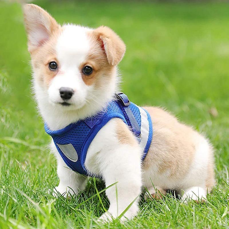 Azura | Reflective Safety Dog Harness and Leash Set Offer