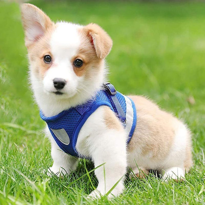 Azura | Reflective Safety Dog Harness and Leash Set Offer