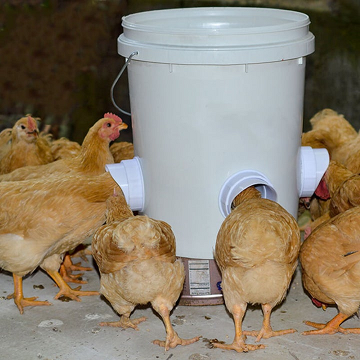 Azura | DIY Chicken Feeder