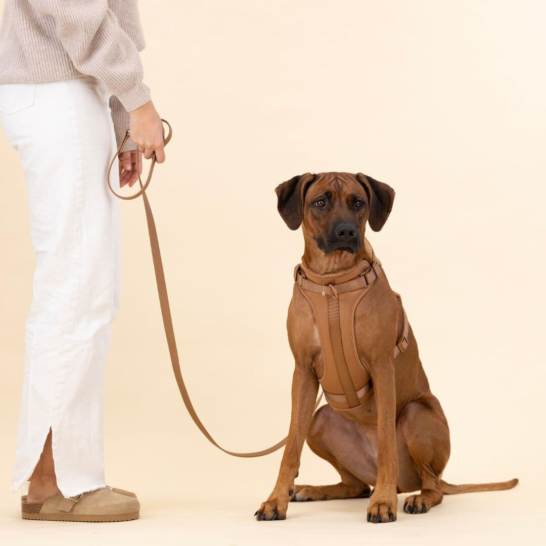 Azura | ComfyPaws Dog Harness Walking Set with Leash and Poop Bag Holder