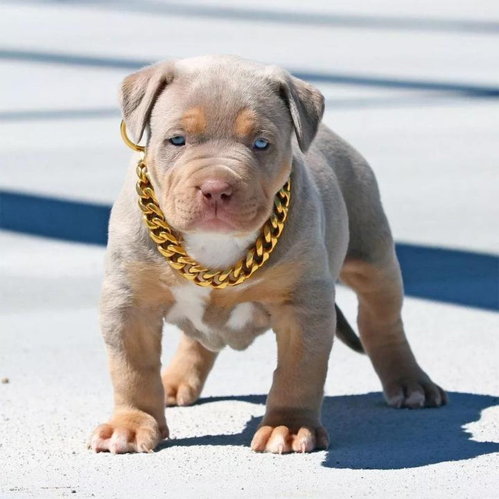 Azura | Pet Jewelry Thick Gold Chain Collar