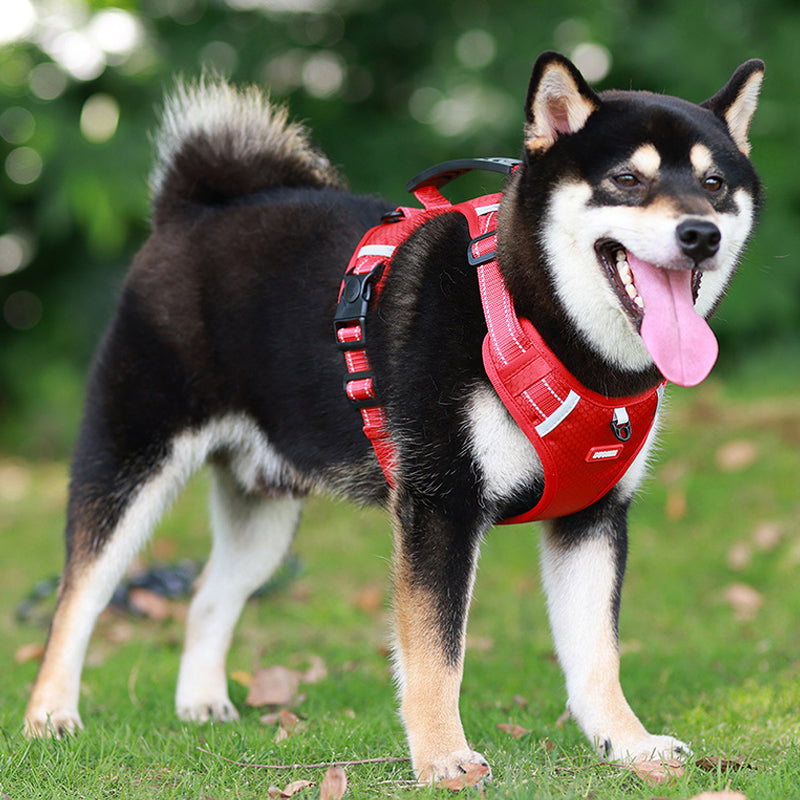 Azura | Reflective Dog Harness
