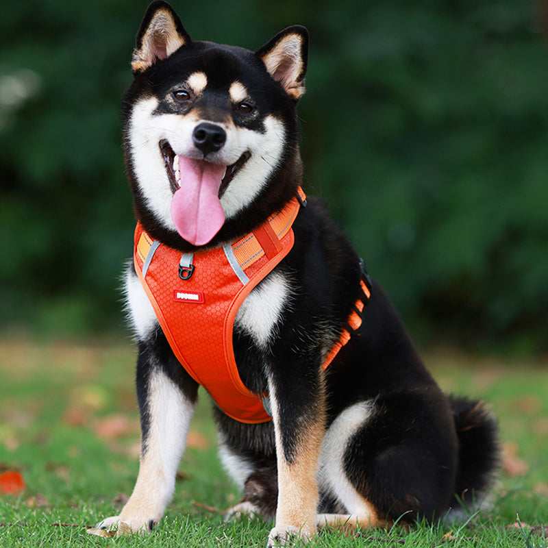 Azura | Reflective Dog Harness