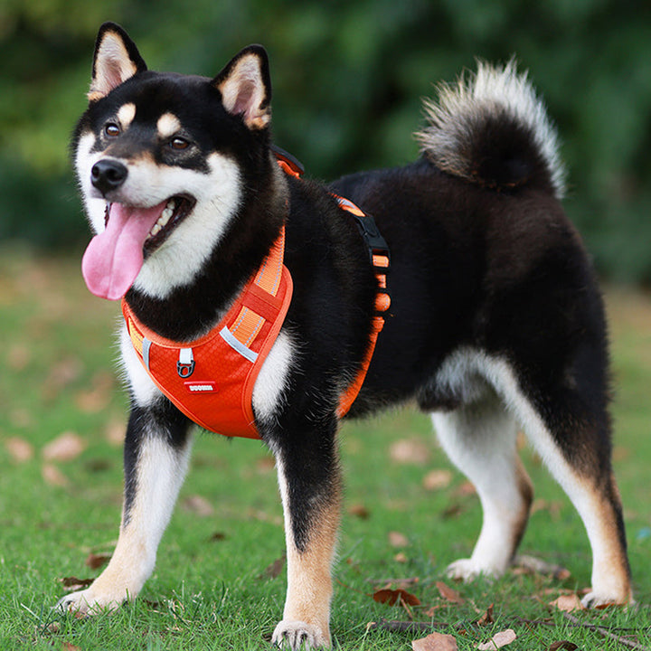 Azura | Reflective Dog Harness