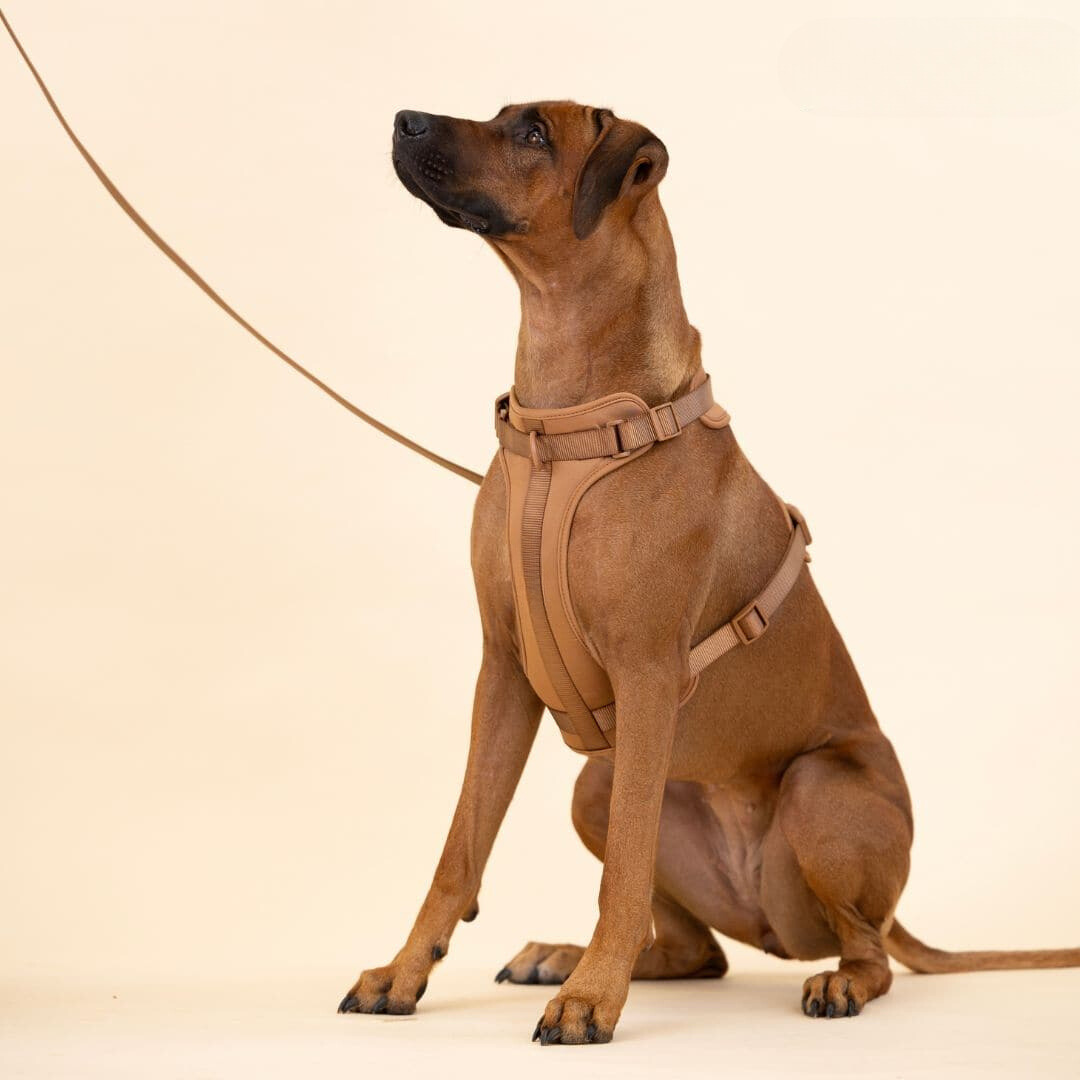 Azura | ComfyPaws Dog Harness Walking Set with Leash and Poop Bag Holder