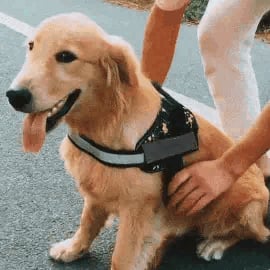 Azura | Anti Choke Dog Harness