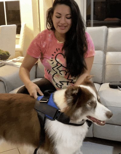 Azura | Anti Choke Dog Harness