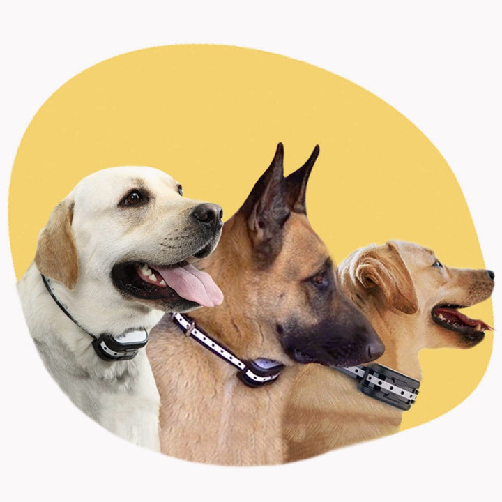 Azura | SafeZone - Wireless Dog Fence & Training Collar | Animal-Friendly Correction Methods | Rechargeable & Waterproof