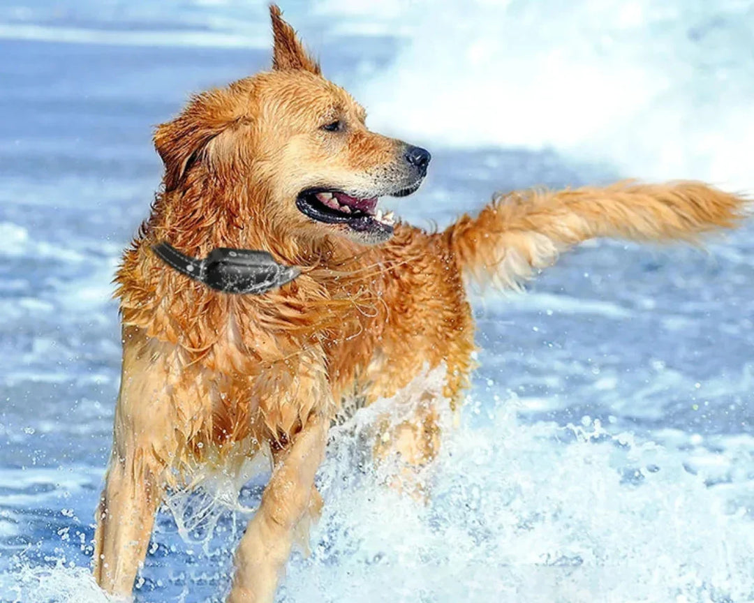 Azura | Dog Coach Pro Training Collar – Waterproof Electronic Collar with Remote Control