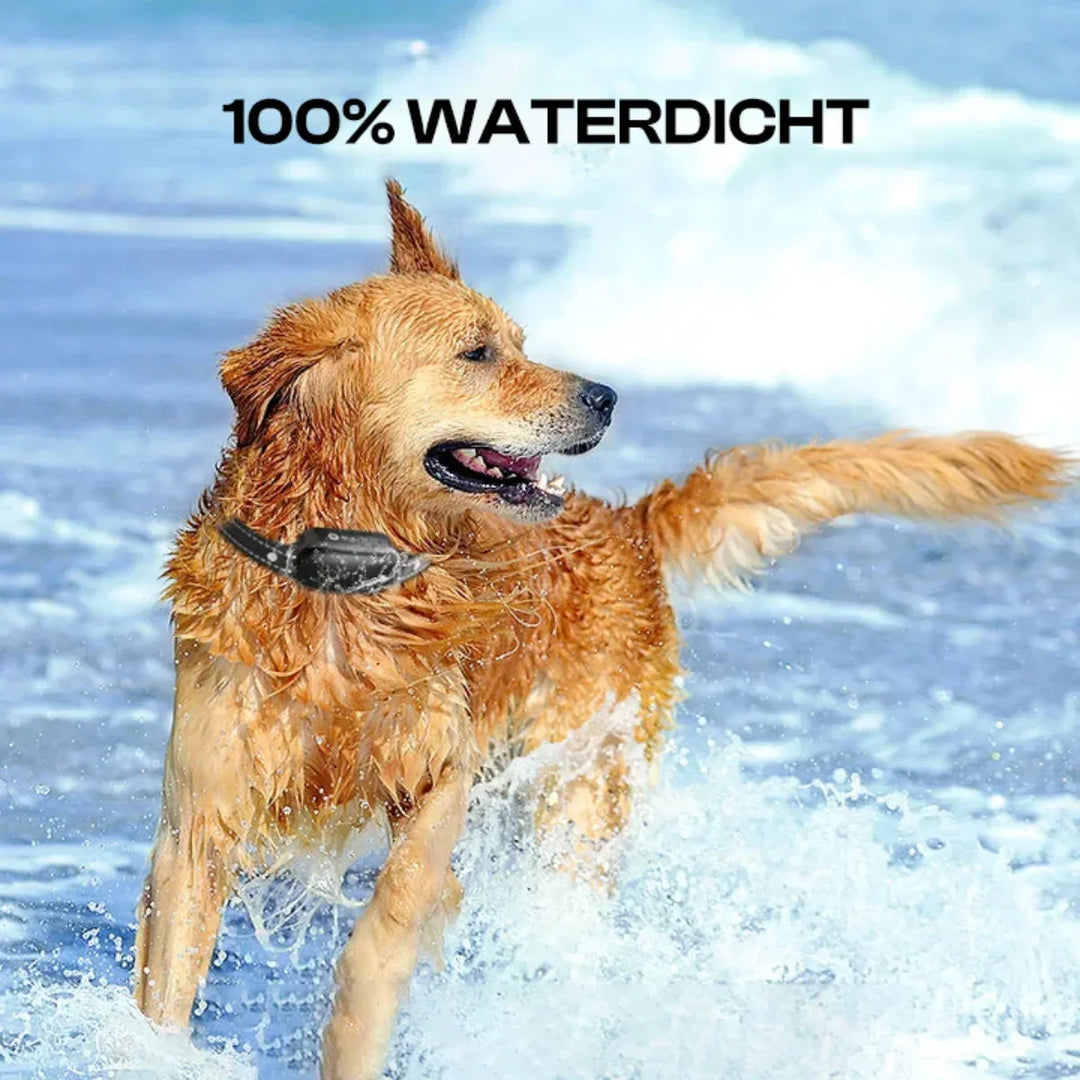 Azura | Electric Dog Training Collar with Remote Control, Waterproof, 16 Adjustable Shock Levels, 1000m Range, Beep & Vibration Modes