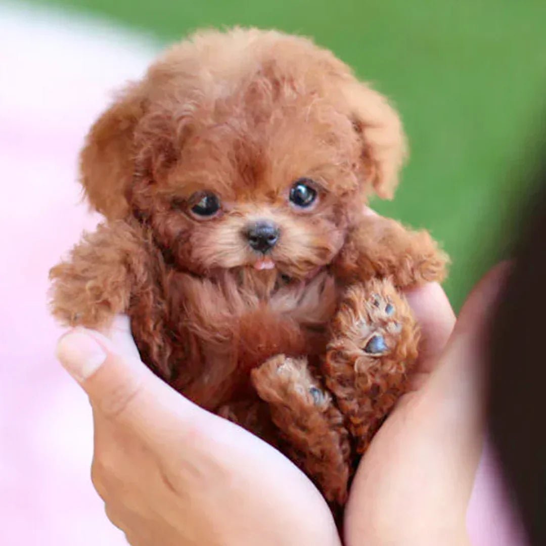 Azura | Interactive Plush Dog with Realistic Movements – For Children & Seniors