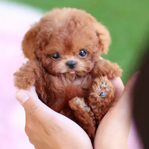 Azura | Interactive Plush Dog with Realistic Movements – For Children & Seniors