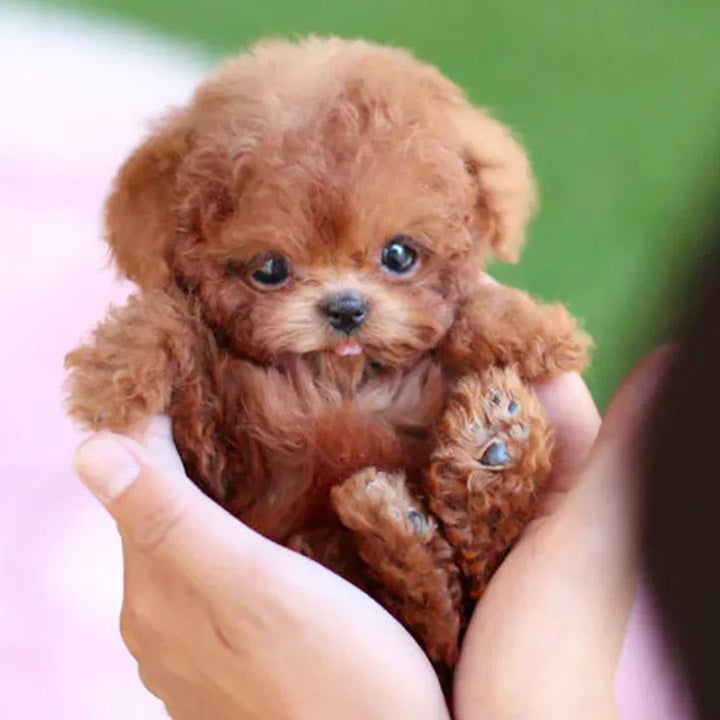 Azura | Interactive Plush Dog with Realistic Movements – For Children & Seniors