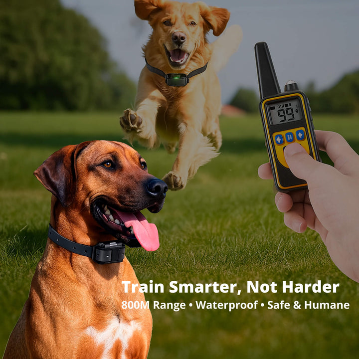 Azura | 800M Rechargeable Electric Dog Training Collar | Waterproof, Remote Control & Ideal for Effective Dog Training