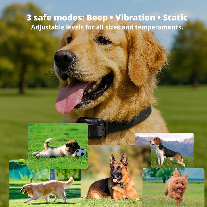 Azura | 800M Rechargeable Electric Dog Training Collar | Waterproof, Remote Control & Ideal for Effective Dog Training