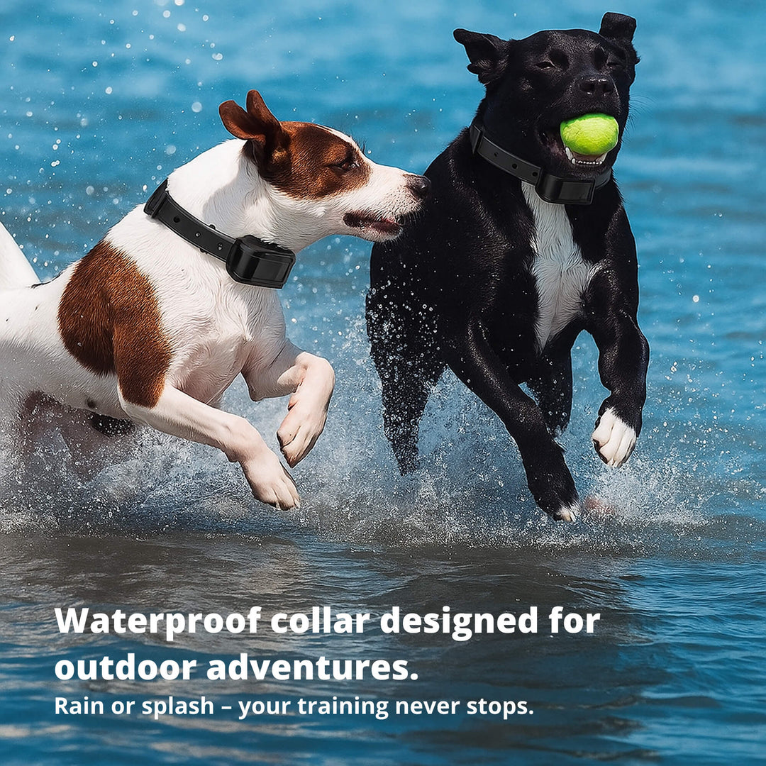 Azura | 800M Rechargeable Electric Dog Training Collar | Waterproof, Remote Control & Ideal for Effective Dog Training