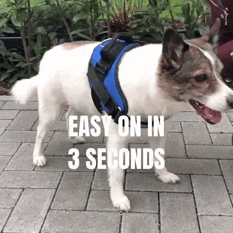 Azura | Anti Choke Dog Harness