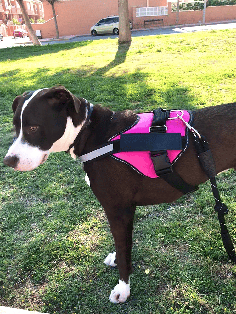 Azura | Anti Choke Dog Harness