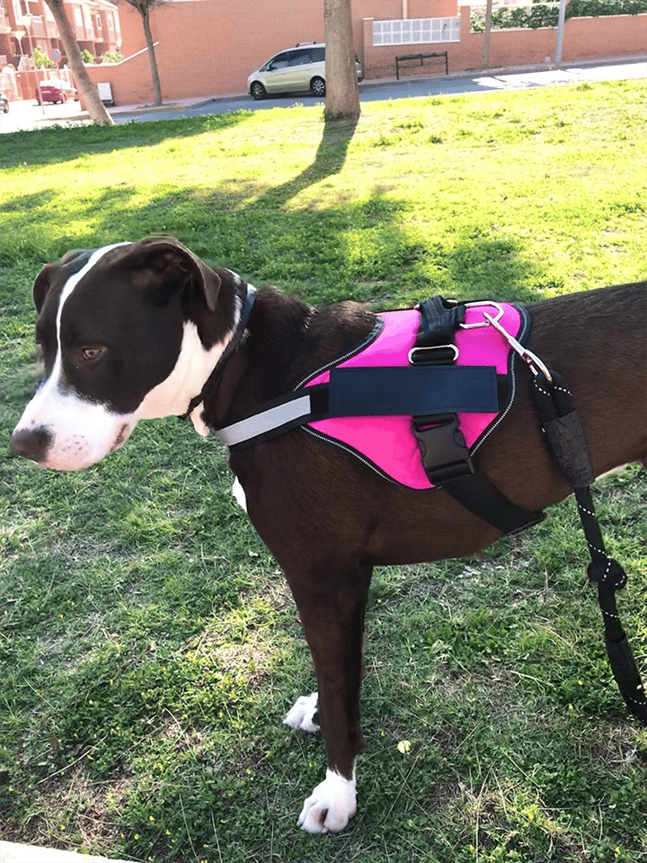 Azura | Anti Choke Dog Harness
