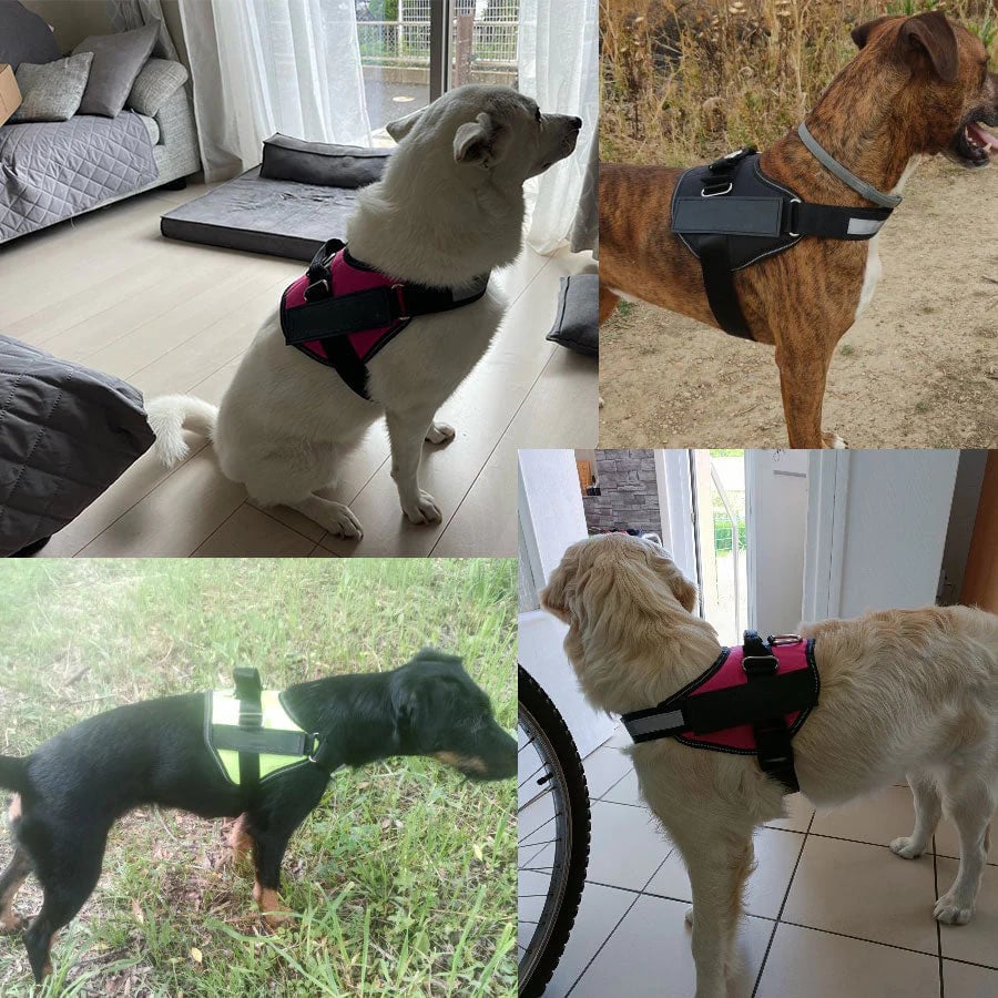 Azura | Anti Choke Dog Harness