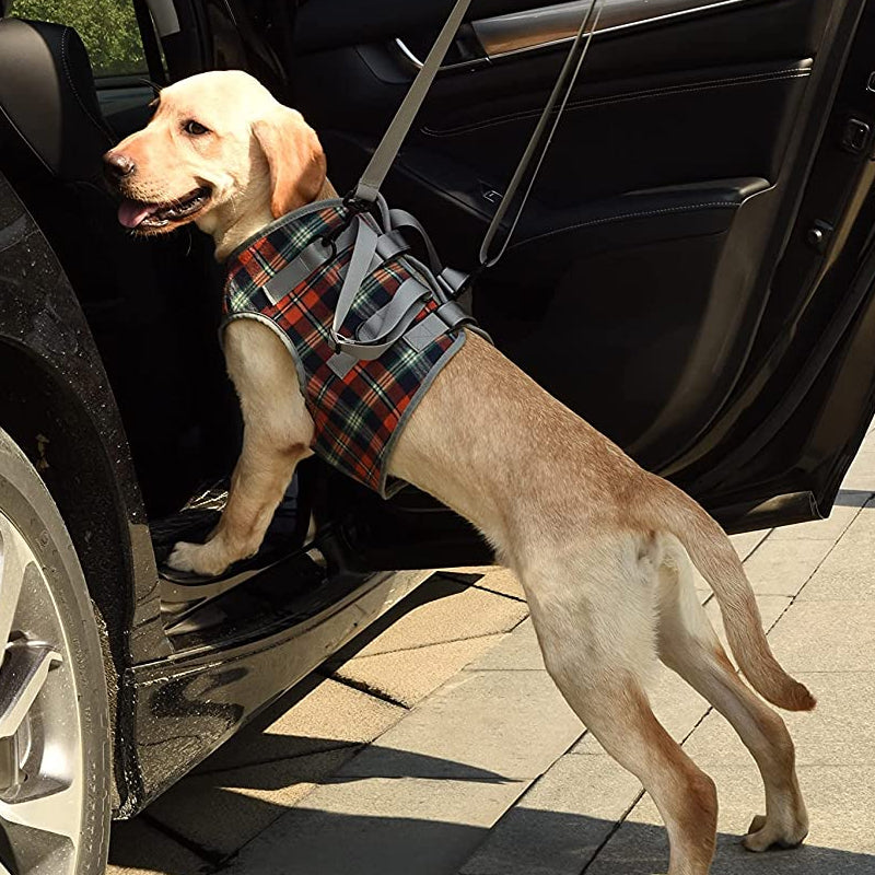 Azura | Orthopedic Rear Leg Support Harness for Dogs – Ideal for Arthritis, Hip Dysplasia & Mobility Aid