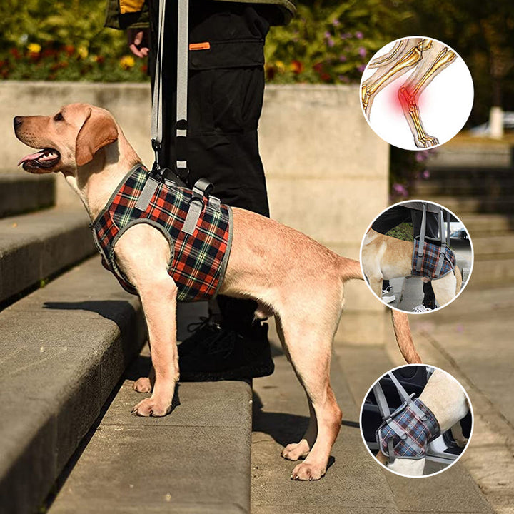 Azura | Orthopedic Rear Leg Support Harness for Dogs – Ideal for Arthritis, Hip Dysplasia & Mobility Aid