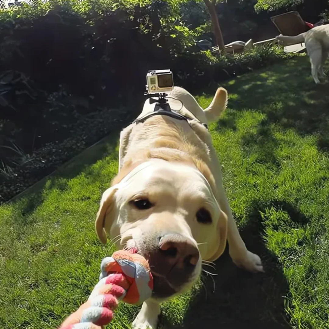 Action-Cam Dog Harness with 360° Perspective Azura