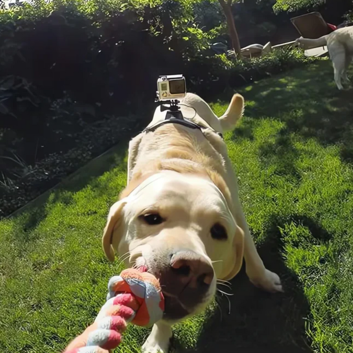 Action-Cam Dog Harness with 360° Perspective Azura