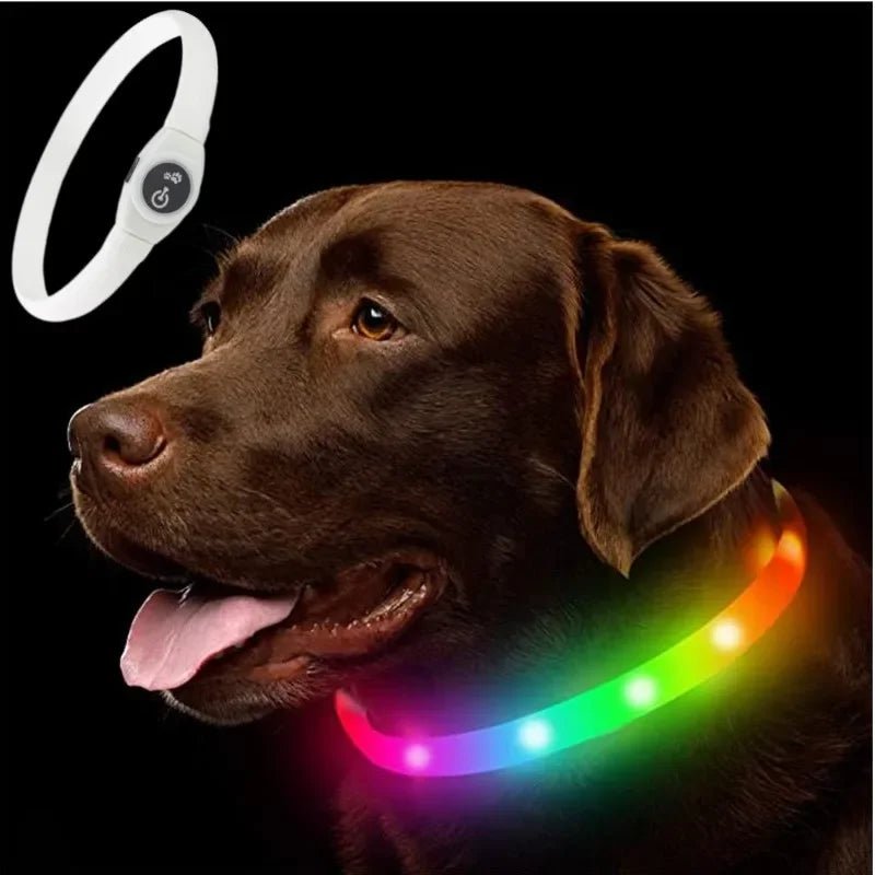 Azura | LED Light Collar for Dogs for Safe Walks at Night