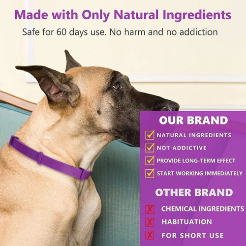 Azura | Calming collar with pheromones & essential oils for dogs