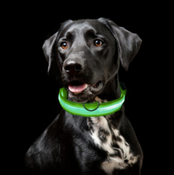 Azura | Light Up Dog Collar - Flashing Dog Collar