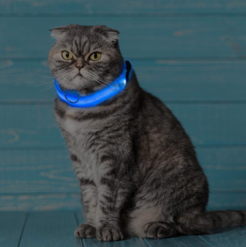Azura | Light Up Dog Collar - Flashing Dog Collar
