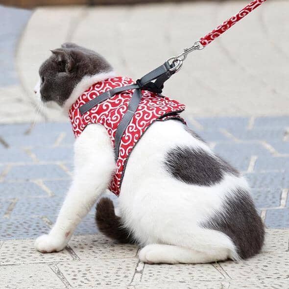 Azura | Cat vest harness and leash set for walks
