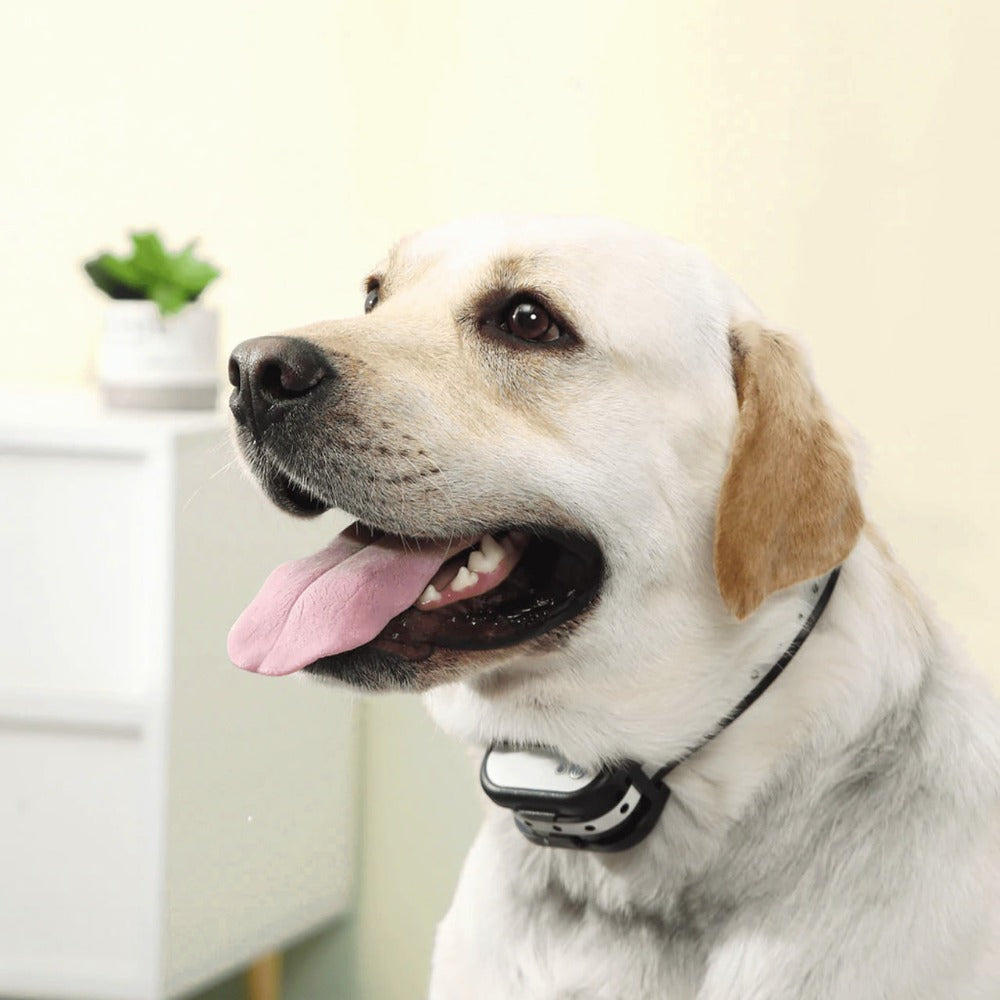 Azura | SafeZone Wireless Dog Fence & Training Collar – Rechargeable, Waterproof & Pet-Friendly Correction Modes