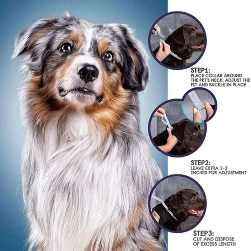Azura | PAWTECT - Anti-tick and flea collar