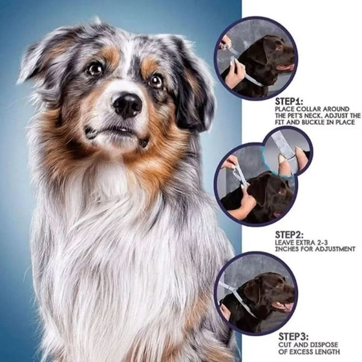 Azura | PAWTECT - Anti-tick and flea collar