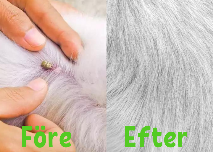 FleaShield Collar – Protection against Fleas and Ticks Azura