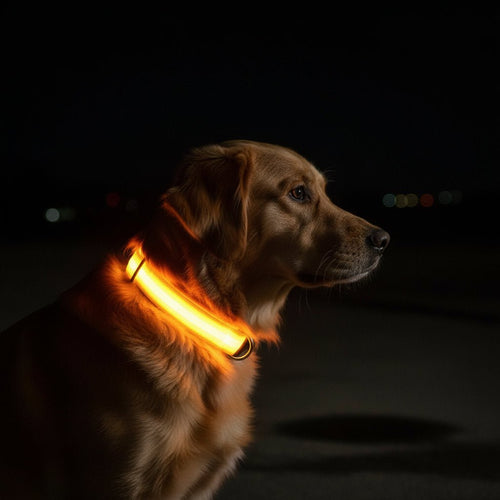 Azura | LED Safety Dog Collar with Adjustable Fit