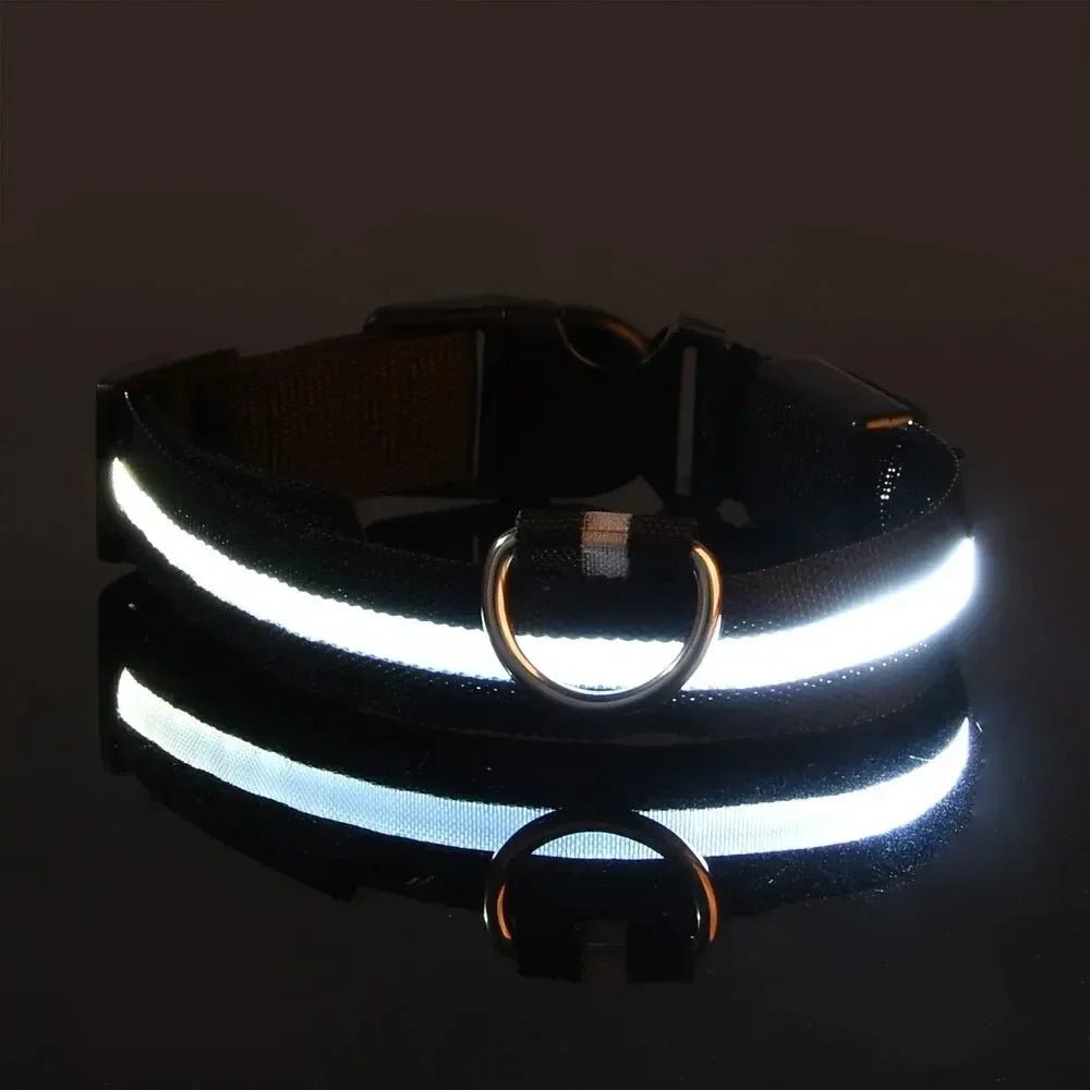 Azura | LED Safety Dog Collar with Adjustable Fit