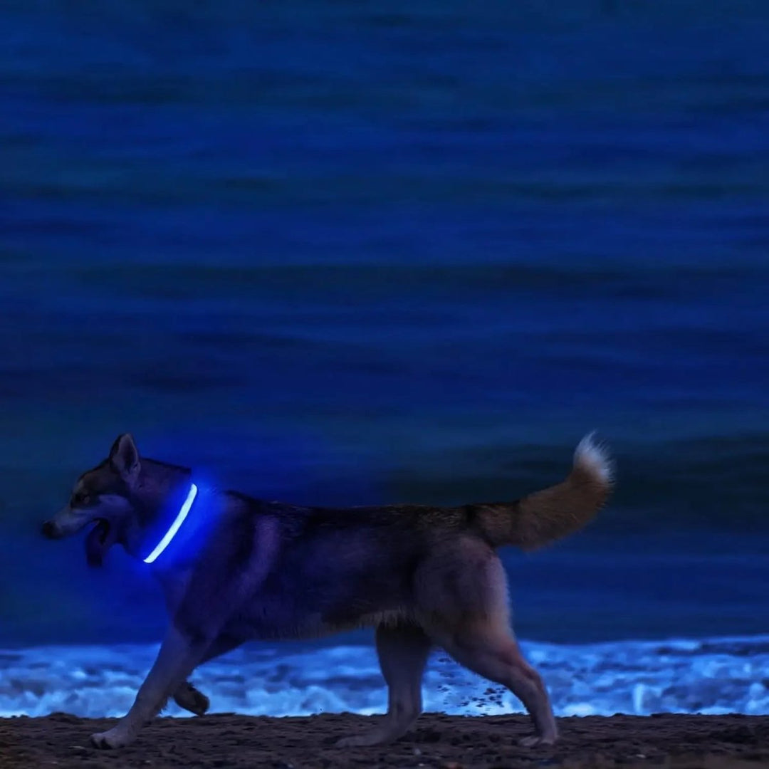 Azura | LED Safety Dog Collar with Adjustable Fit