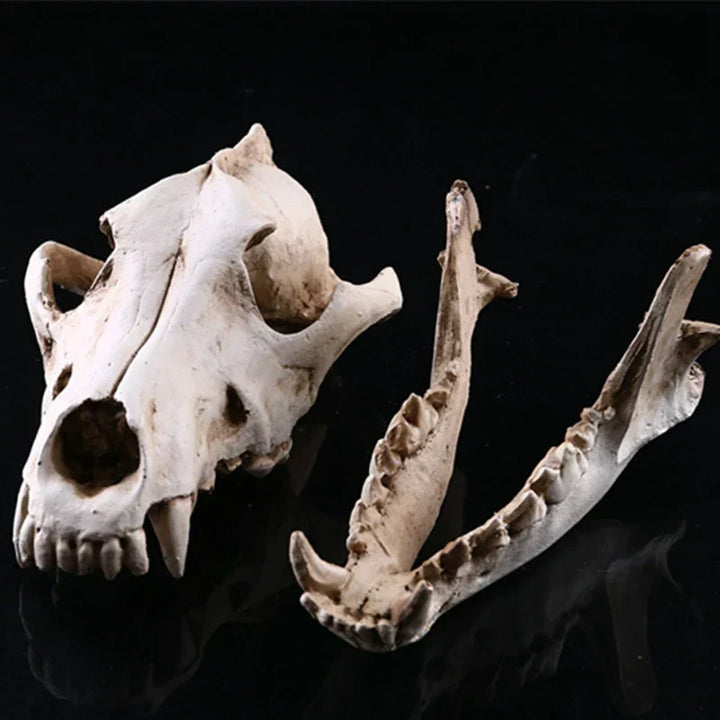 BowLift | Wolf Skull Sculpture Model