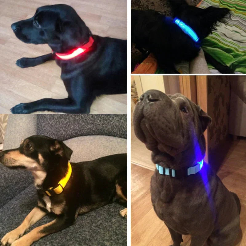 Azura | GlowPets LED Collar – Safety & Visibility for Pets