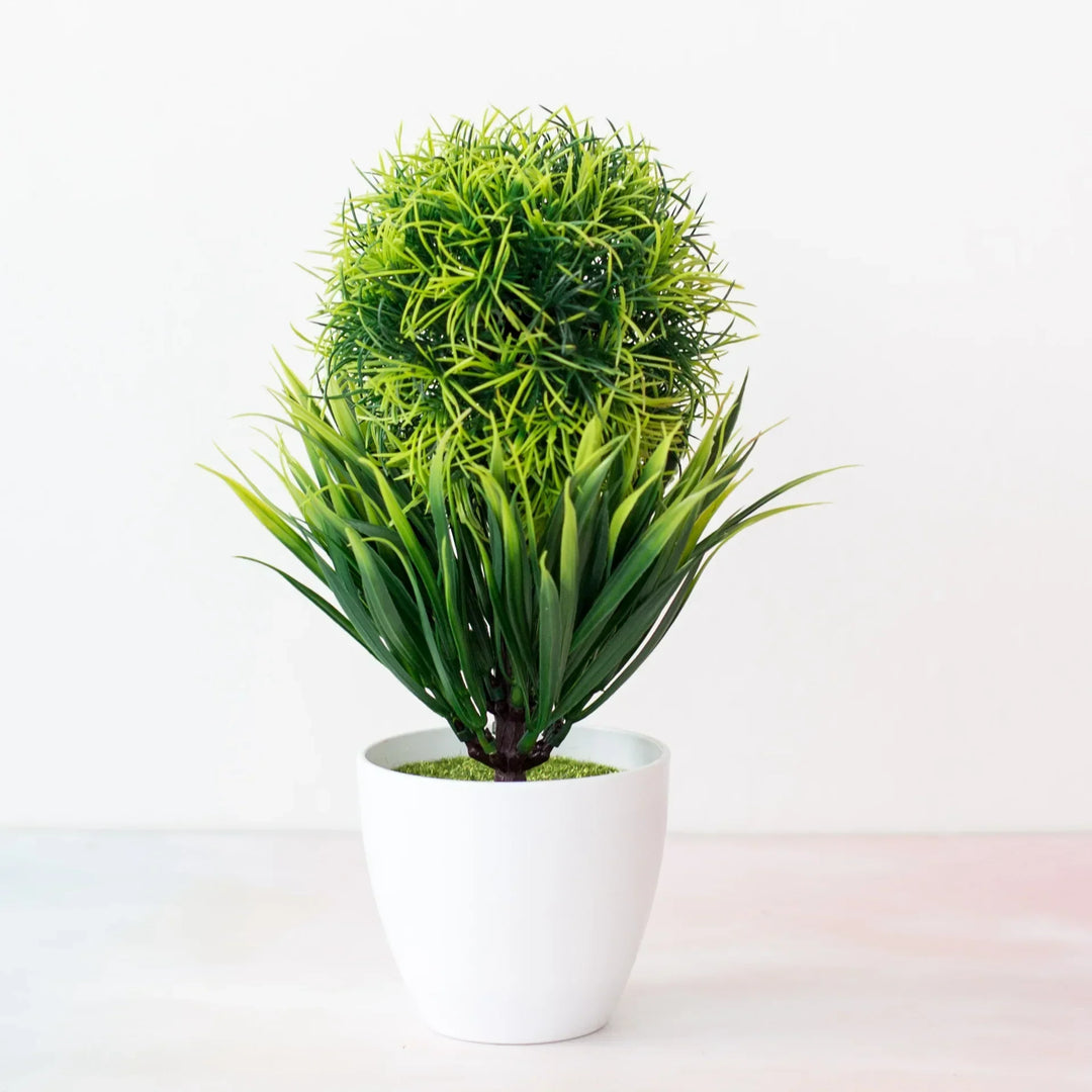 BowLift | Small Tree Pot Bonsai Plants