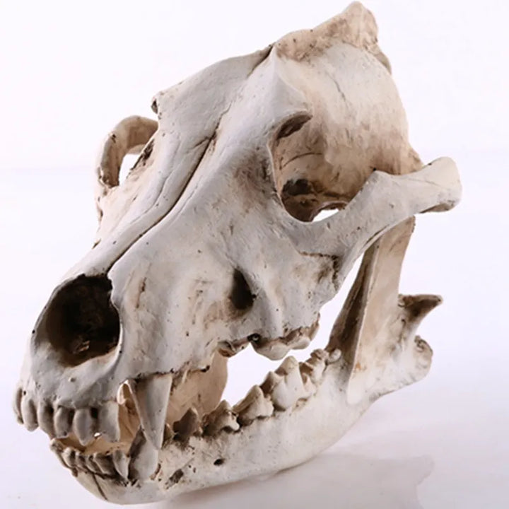 BowLift | Wolf Skull Sculpture Model